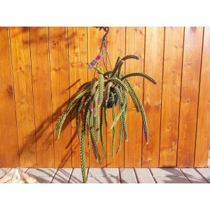 Aporokaktus (Aporocactus) ´MALISONII´ - výška 40-50 cm, kont. C1L - ZÁVESNÝ KVETINÁČ